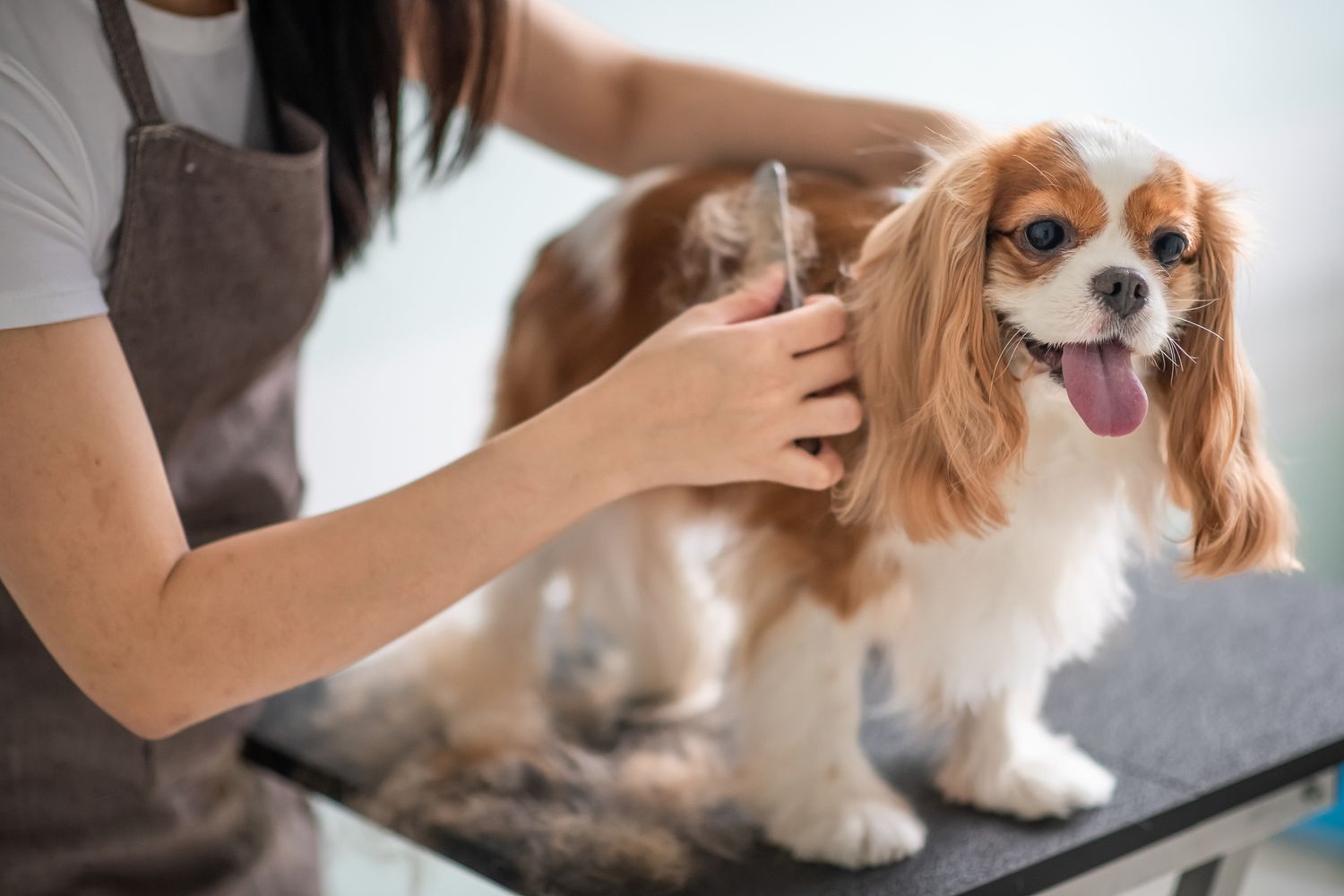Dog Groomer Interior